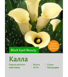 Калла Black Eyed Beauty