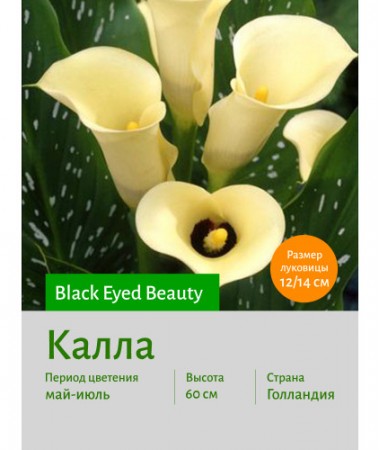 Калла Black Eyed Beauty