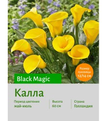 Калла Black Magic