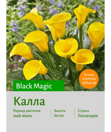 Калла Black Magic