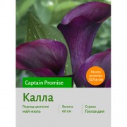 Калла Captain Promise