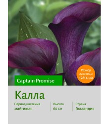 Калла Captain Promise