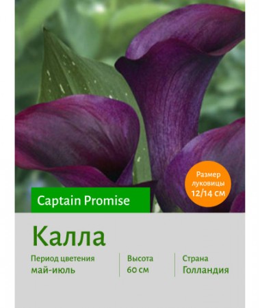 Калла Captain Promise