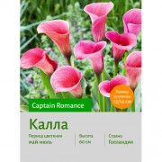Калла Captain Romance