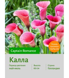 Калла Captain Romance