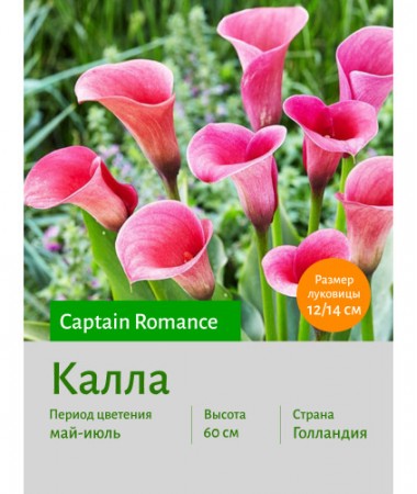 Калла Captain Romance