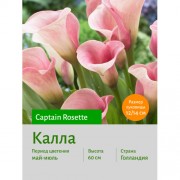 Калла Captain Rosette