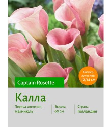 Калла Captain Rosette