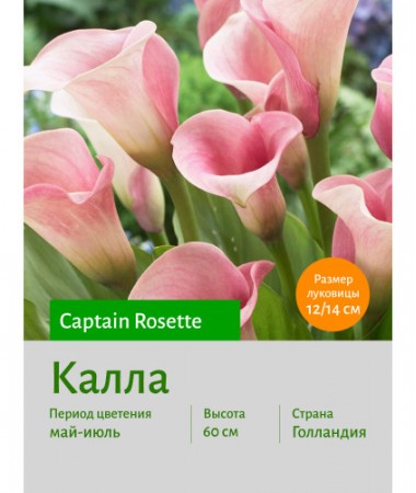 Калла Captain Rosette