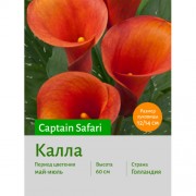 Калла Captain Safari