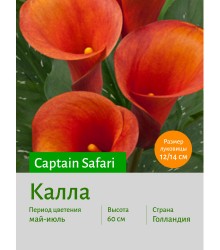 Калла Captain Safari