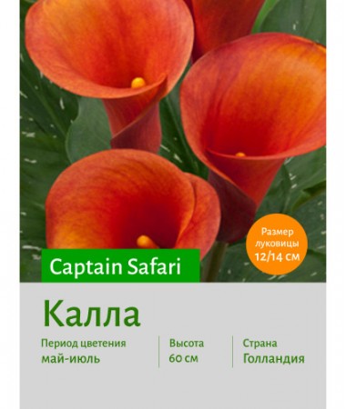 Калла Captain Safari