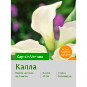 Калла Captain Ventura