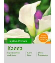 Калла Captain Ventura