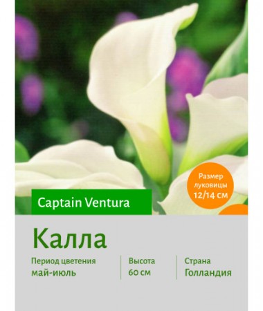 Калла Captain Ventura