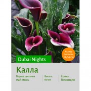 Калла Dubai Nights
