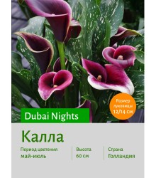 Калла Dubai Nights