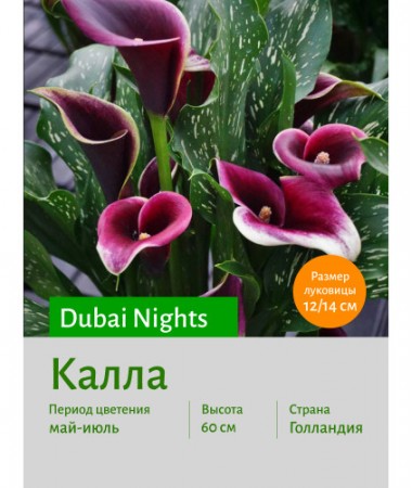 Калла Dubai Nights
