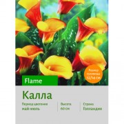 Калла Flame