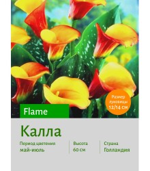 Калла Flame