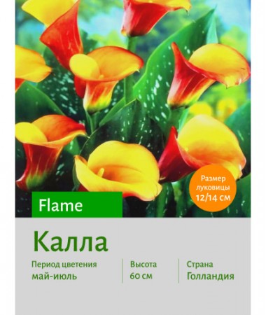 Калла Flame