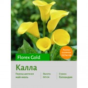 Калла Florex Gold