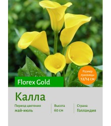 Калла Florex Gold