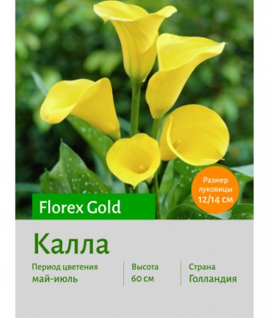 Калла Florex Gold