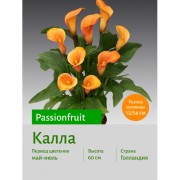 Калла Passionfruit