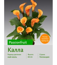 Калла Passionfruit