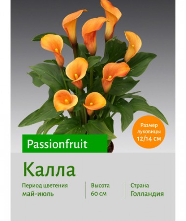Калла Passionfruit