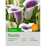 Калла Picasso