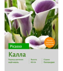 Калла Picasso