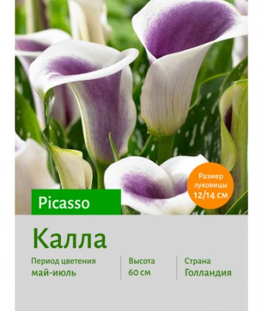 Калла Picasso