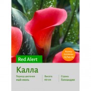 Калла Red Alert