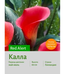 Калла Red Alert