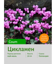 Цикламен coum