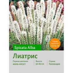 Лиатрис spicata Alba