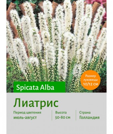 Лиатрис spicata Alba