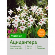 Ацидантера Murielae