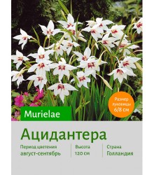 Ацидантера Murielae