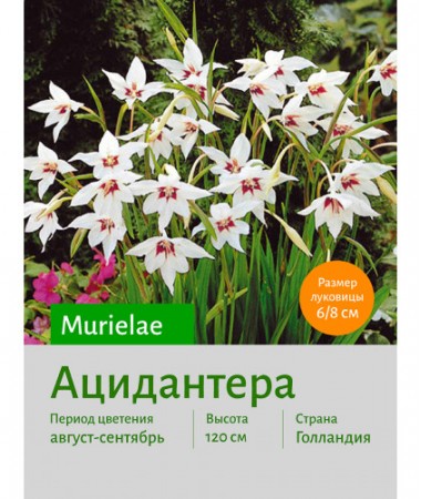Ацидантера Murielae