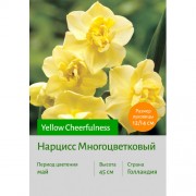 Нарцисс Многоцветковый Yellow Cheerfulness