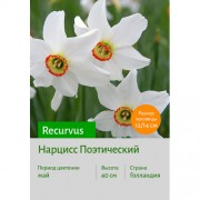 Нарцисс Поэтический Recurvus