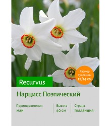 Нарцисс Поэтический Recurvus