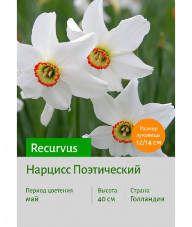 Нарцисс Поэтический Recurvus