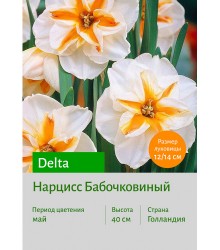 Нарцисс Бабочковидный Delta