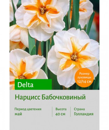 Нарцисс Бабочковидный Delta