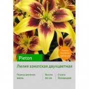 Лилия Pieton