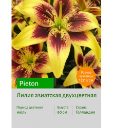 Лилия Pieton